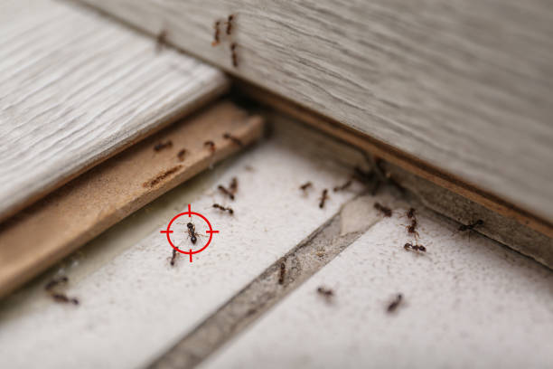 Best Best Pest Control Companies  in Frenchtown, MT